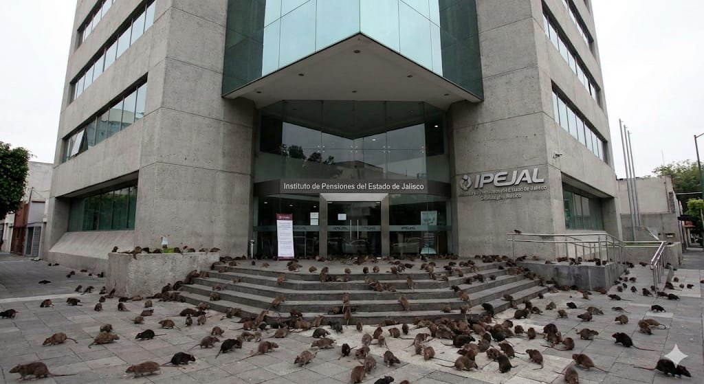 Ratas en el IPEJAL